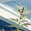 Close-up of a thriving cannabis plant, with prominent buds and leaves, backlit by a clear blue sky through a greenhouse roof.