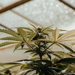 Close-up of a healthy cannabis plant with broad leaves under a bright, diffused greenhouse roof.