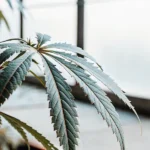 Close-up of a vibrant green cannabis leaf illuminated by diffused light from a greenhouse window.
