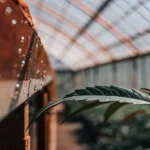 Macro photograph of a cannabis leaf with water droplets in a sunny greenhouse, focusing on the foreground.
