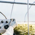 Close-up of a vibrant cannabis plant with a digital meter in the foreground, in a greenhouse.