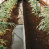 Overhead shot: multiple cannabis plants in long, raised beds within a greenhouse, some showing yellowed leaves.