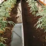 Overhead shot: multiple cannabis plants in long, raised beds within a greenhouse, some showing yellowed leaves.