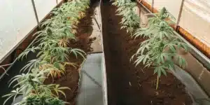 Overhead shot: multiple cannabis plants in long, raised beds within a greenhouse, some showing yellowed leaves.