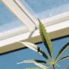 Close-up of a vibrant cannabis leaf against a clear blue sky, seen through a sunlit greenhouse roof.
