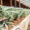 Extreme macro shot of a cannabis stem with dense buds and leaves in a greenhouse with a long path and other plants.