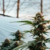 Close-up of a lush, healthy cannabis plant with prominent buds, backlit by a sunrise and a greenhouse structure in the background.