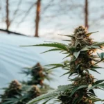 Close-up of a lush, healthy cannabis plant with prominent buds, backlit by a sunrise and a greenhouse structure in the background.