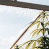 Close-up of a cannabis plant's top, with healthy leaves, in a sunlit greenhouse with bokeh lights.