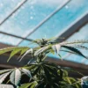 Close-up of a lush cannabis plant with developing buds under a bright, patterned greenhouse roof.