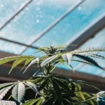 Close-up of a lush cannabis plant with developing buds under a bright, patterned greenhouse roof.