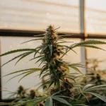Healthy cannabis plant in a greenhouse with natural light, focus on prominent buds.