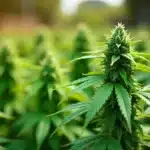 Grow Cheesecake X Gelato Auto cannabis outdoors in full bloom.