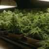 Indoor grow setup of Cinderella 99 x Somango cannabis strain.