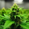Indoor grow of Cindy 99 Regular with central cola in focus.