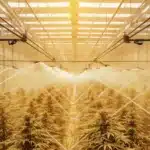 Aerial view of a high-tech greenhouse with golden-hued cannabis plants, being misted by an automated irrigation system.
