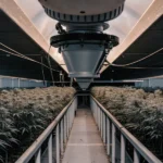 Indoor cannabis grow room with gray plants under industrial lights.