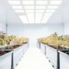 Wide-angle shot of a clean, brightly lit indoor cannabis farm with two rows of plants in gray planters.