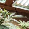 Overhead view of a marijuana plant with a visible budding top, thriving under a bright overhead grow light.