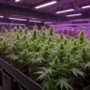 Grow Cinderella 99 x Tangilope cannabis plants in late flowering indoor stage.