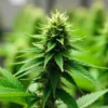 Grow Cinderella 99 Fast Version in indoor garden setup.