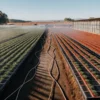 Sunlit outdoor cannabis farm with two distinct cultivation areas: green plants under irrigation and red-covered beds, near a large greenhouse.