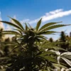 Close-up of a cannabis plant in a lush, verdant field, with prominent buds against a clear blue sky.