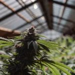 Close-up of a lush cannabis plant with dense buds and prominent leaves, backlit by bright, sunlit greenhouse roof panels.