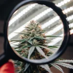 Close-up of a dense, resinous cannabis bud, magnified through a magnifying glass, under bright indoor lights.