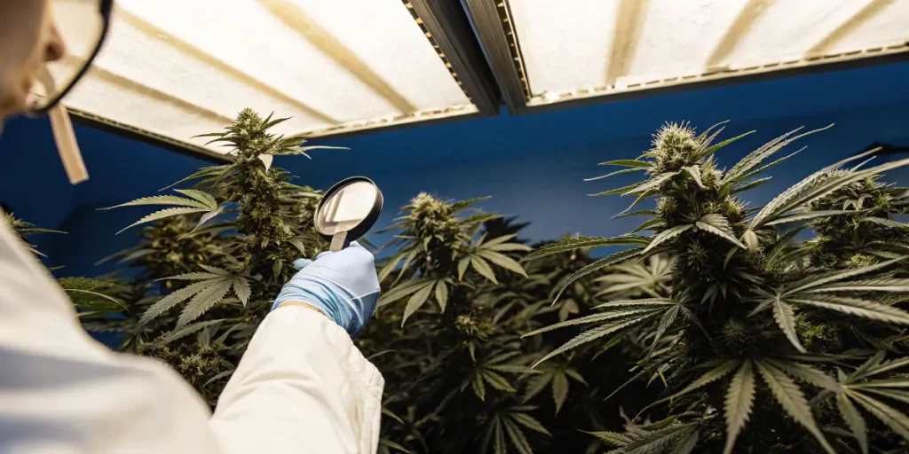 Overhead shot of a person in a lab coat and gloves using a magnifying glass to inspect a cannabis plant with dense buds under grow lights.