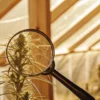 Close-up view of a cannabis plant with prominent buds, being inspected through a magnifying glass, backlit by warm sunlight from a greenhouse.