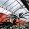Macro photograph of a marijuana leaf with dark leaves in a greenhouse with a red wall and sunlit roof.
