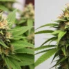 Mature Cheese Diesel buds with trichomes and pistils.