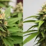 Mature Cheese Diesel buds with trichomes and pistils.