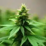 Mature bud of Cinderella 99 x Amnesia Haze with rich trichomes.
