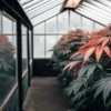 Greenhouse with mature cannabis plants, some with reddish leaves, serene atmosphere.