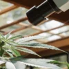 Close-up of a person using a microscope to inspect a cannabis plant in a bright greenhouse.