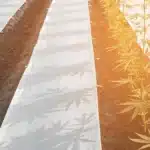 Top-down view of a sunlit cannabis farm at dawn, showing rows of young plants with ground cover.