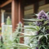 Macro photograph of a vibrant purple haze cannabis plant with dense buds on a porch.