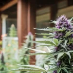 Macro photograph of a vibrant purple haze cannabis plant with dense buds on a porch.