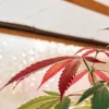 Close-up of a cannabis plant with reddish leaves in a sunlit greenhouse.