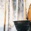 Close-up of a rubber tree with a collection bucket hanging from its trunk, with blurred trees in the background, showing latex sap being collected.