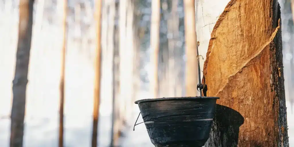 Close-up of a rubber tree with a collection bucket hanging from its trunk, with blurred trees in the background, showing latex sap being collected.