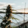 Picturesque scene of a cannabis plant with prominent buds, backlit by a sunset, in a rural field with white hoop houses and mountains in the background.