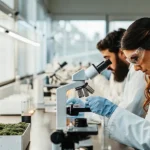 Team of scientists in lab coats and gloves examining cannabis and other plant material under a microscope in a bright laboratory.