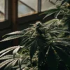 A healthy cannabis plant in a greenhouse with sunlight filtering through.