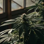 A healthy cannabis plant in a greenhouse with sunlight filtering through.