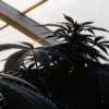 A dark cannabis plant silhouette against a bright greenhouse roof.