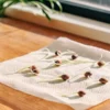 Close-up of germinating cannabis seeds with small sprouts on a damp paper towel.