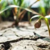Close-up of a small green sprout with a water droplet on a dry, cracked ground.